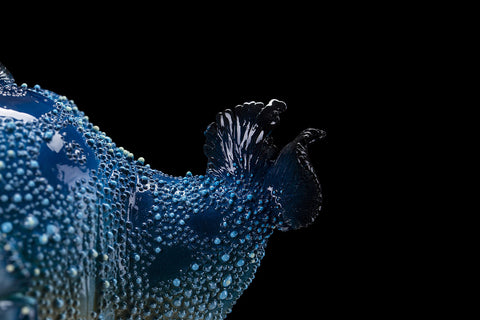 SECRET《Toothy Fish》